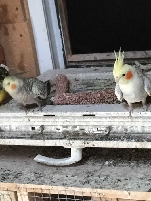 Papugi nimfy z 2024r