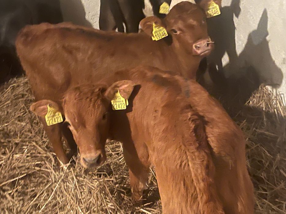 Cielaki odsadki byczki jałóweczki