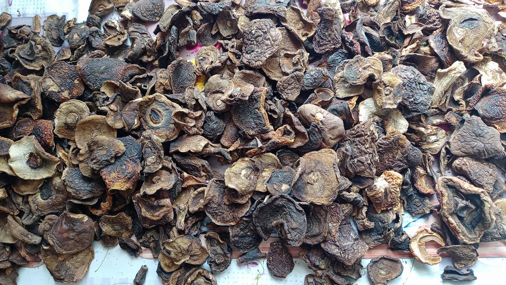 Grzyby suszone- podgrzybki