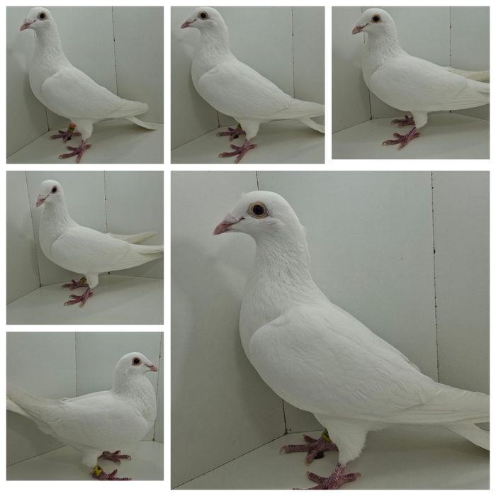 Gołębie ozdobne staropolskie turkoty pocztowe białe