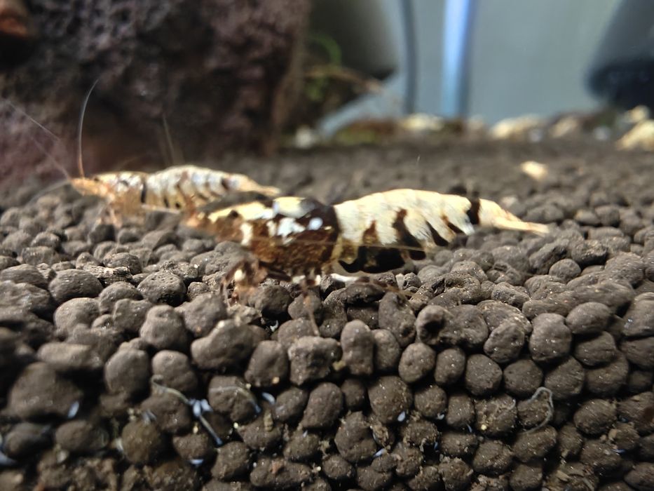Krewetki Caridina Black Fancy Tiger
