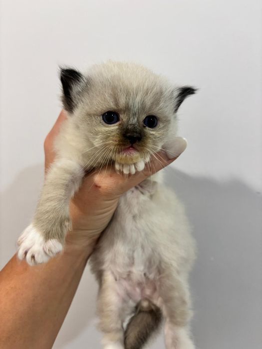 Ragdoll PIĘKNY Kot  ,,Hary"  FIFE FPL