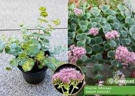 Квіти Седум (Очиток) кущ Бересклет