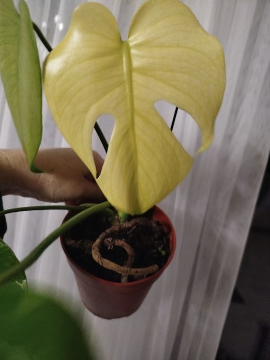 Продам гарненьку монстеру мінт