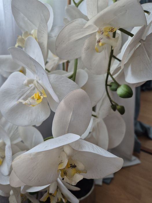 Orchidea biała storczyk duży Home&you