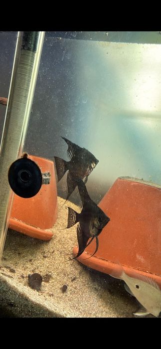 Vendo 2 escalares Black Angel