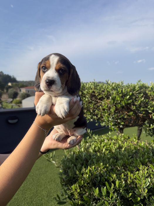 Beagle menina linda