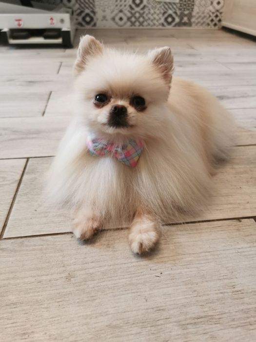 Bez szpic miniaturowy