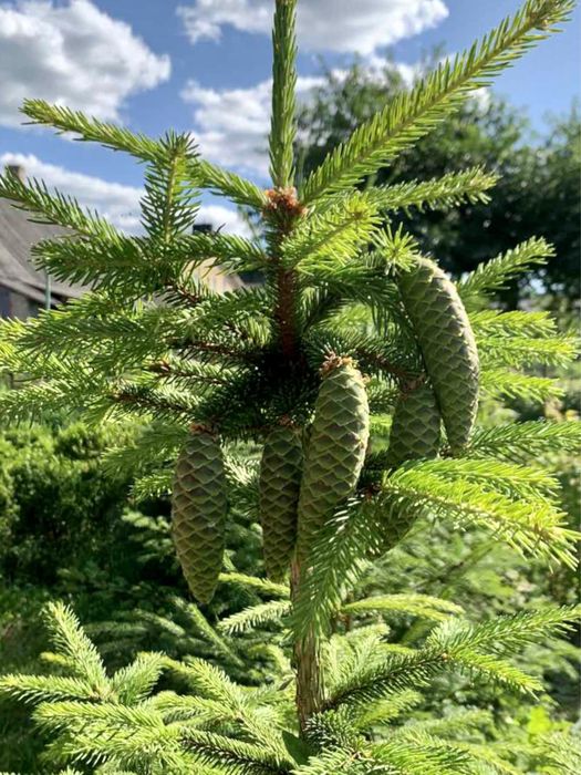 Живі пишні зелені ялинки