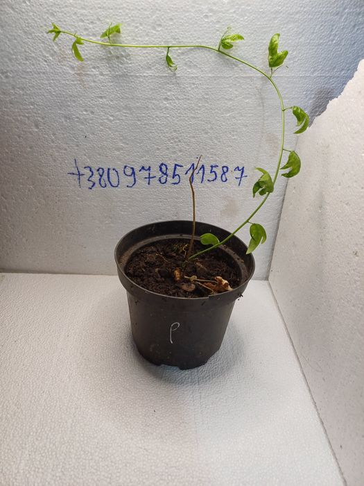 Пасифлора,маракуя севернач