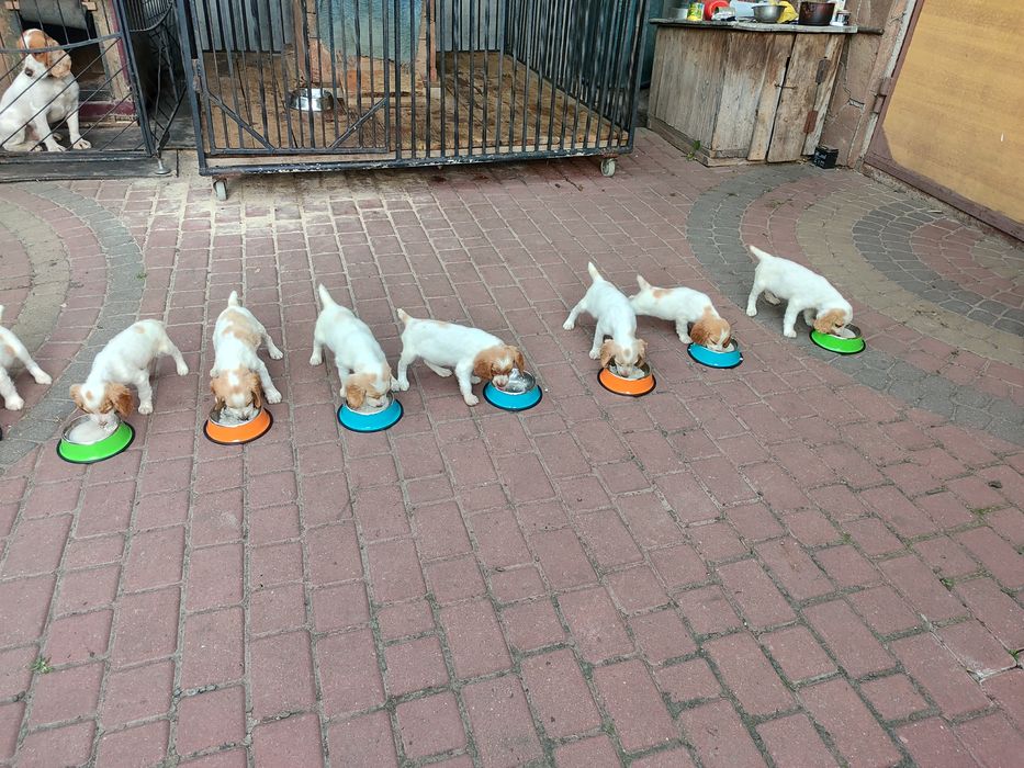 Продються песики  породи спаніель