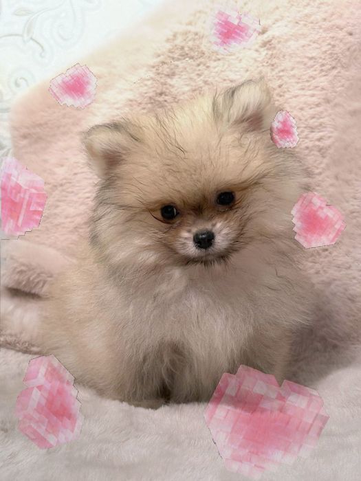 Бомбезні міні шпіцулі