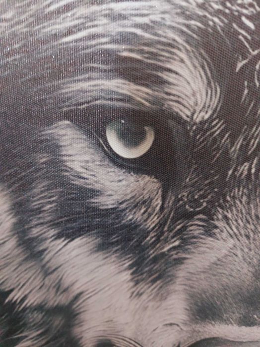 Obraz 50x70 WILK ODBICIE Bezinwazyjne mocowanie! Wysoka jakość druku!