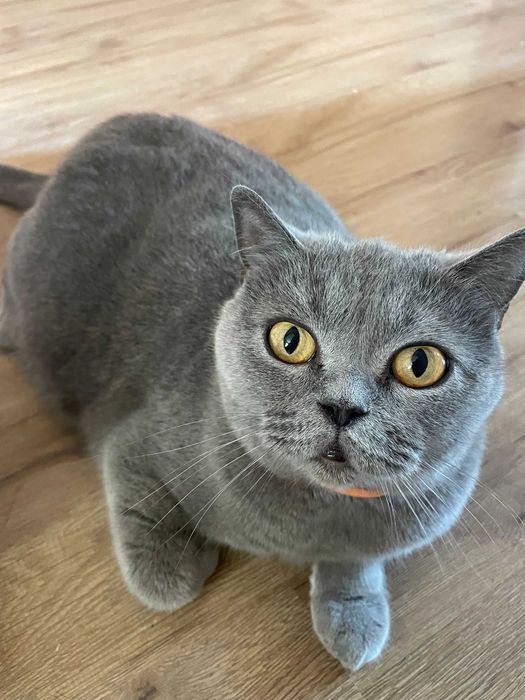 Чистокровні британські коти (прямовухі/висловухі)