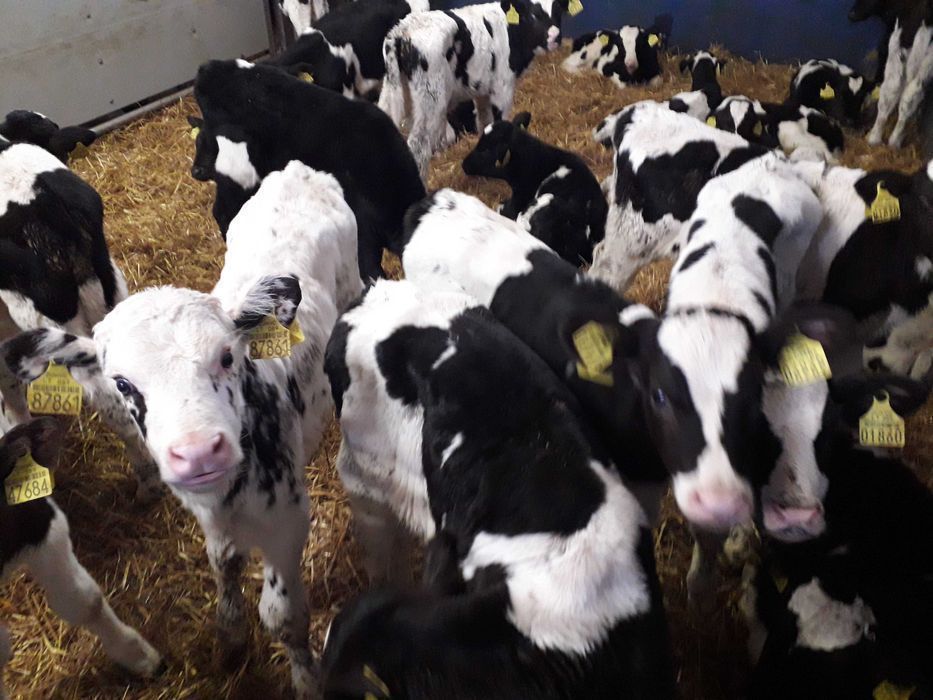 Cielaki Simental, żeruny, na mleko byczki, jałówki 60-200kg