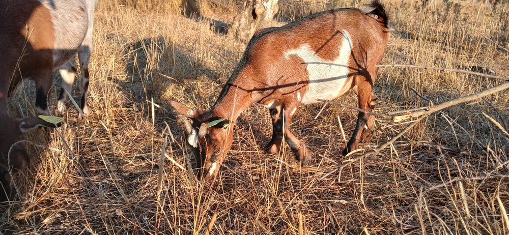 Pequeno rebanho cabras anãs