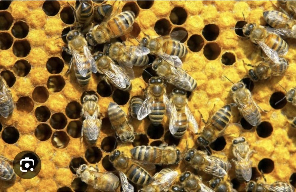 Roje pszczele sprzedam