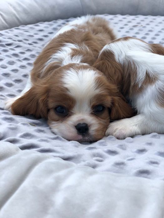 Cavalier King charles spaniel suczka przepiekna