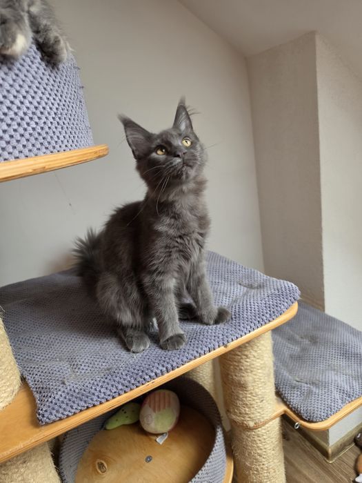 Niebieska dymna koteczka Maine coon