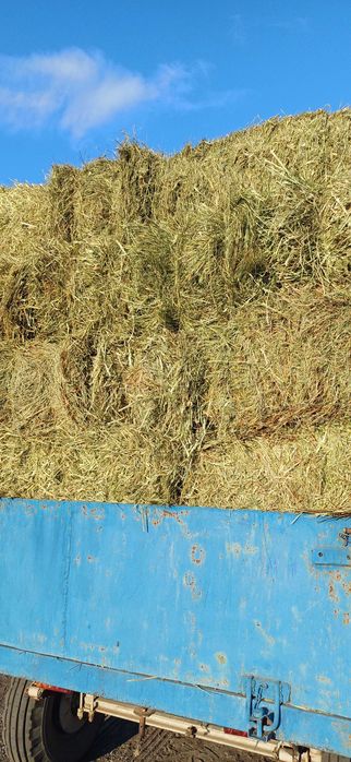 Кукуруза  Пшеница озимая  ячмень 9грн/кгрн солома ячка пшенична