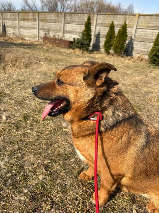 Antoś/Antałek 104996 do adopcji