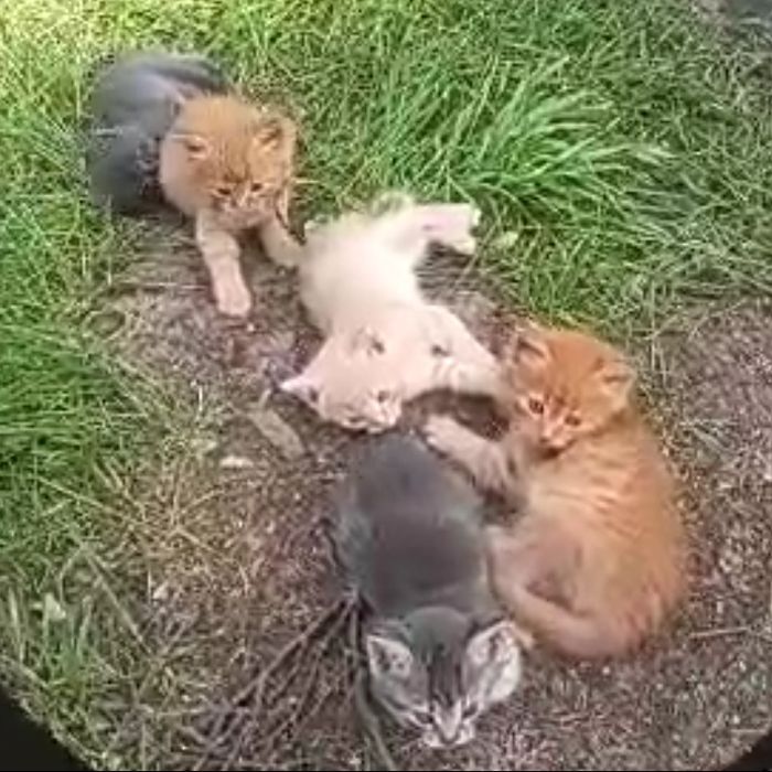 Кошенята шукають родину, віддам в добрі руки
