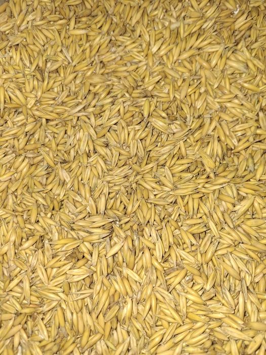 Owies/zboże/ziarno/opał