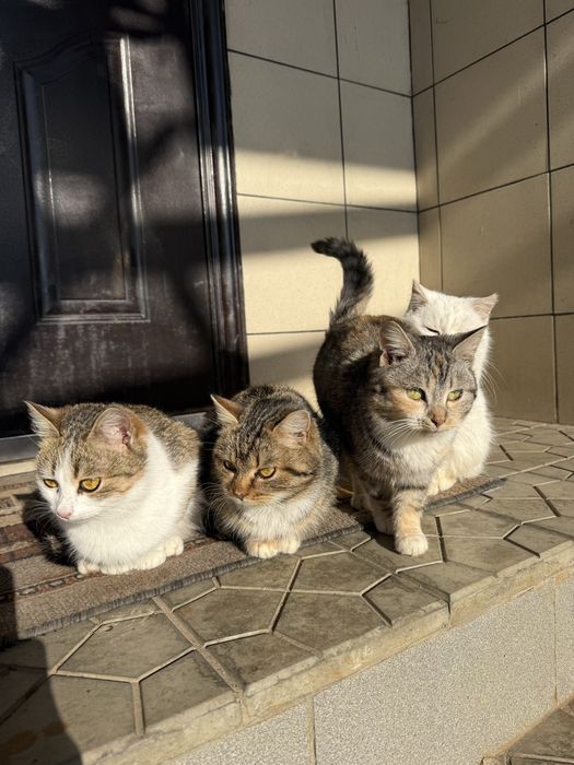 Котенятка шукають  домівку