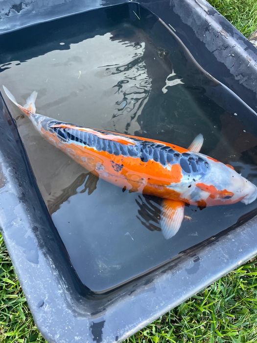 Carpas koi  cerca de 45 cm