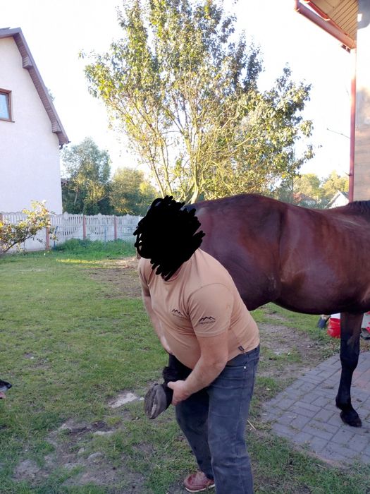 Ogierek śląski Lunar