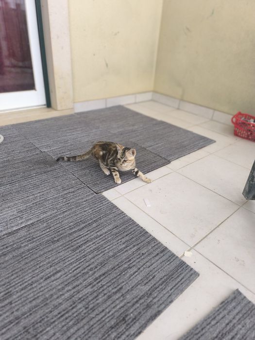 Gatinhos para doar