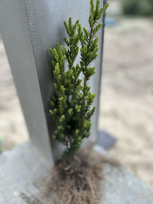 Cis Hicksii z gruntu