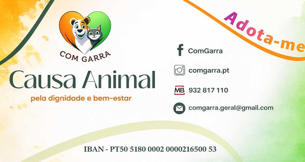 Gatinhos para adoção responsável