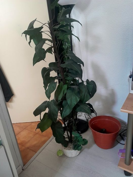 Planta grande decoração