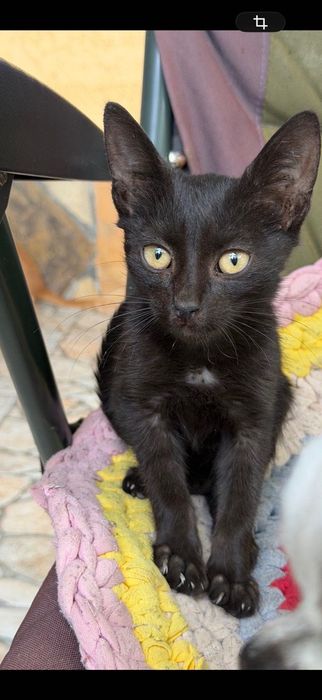 Маленькие котята бесплатно