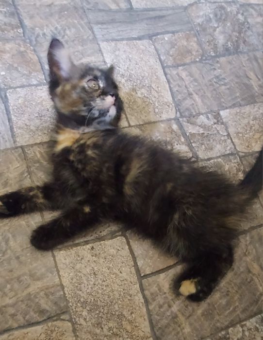 Кошеня, дівчинка