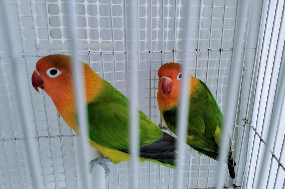 Casal de Fischeris