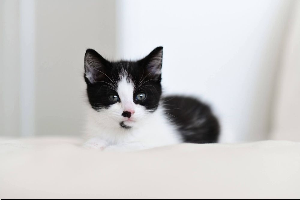 Kocięta kociaki do adopcji szukają domu