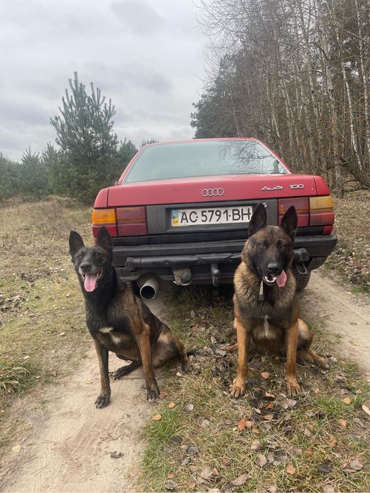 2 кобеля малінуа для в‘язки