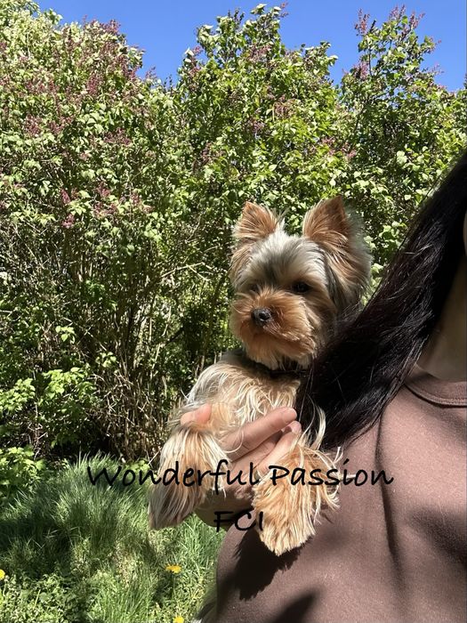 BEZ WAD FCI ZKwP York , Yorkshire terrier po CH PL
