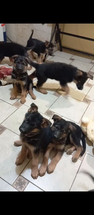 Щенки немецкой овчарки