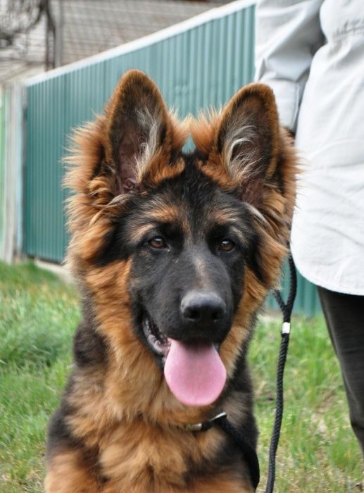 Породные, крупные, длинношерстные щенки - КСУ