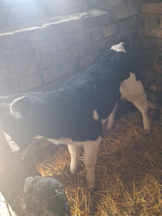 Продам телечку 1 міс