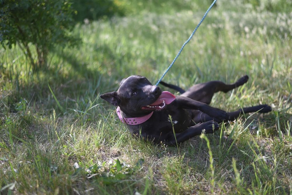 Urocza suczka w typie amstaffa szuka domu!