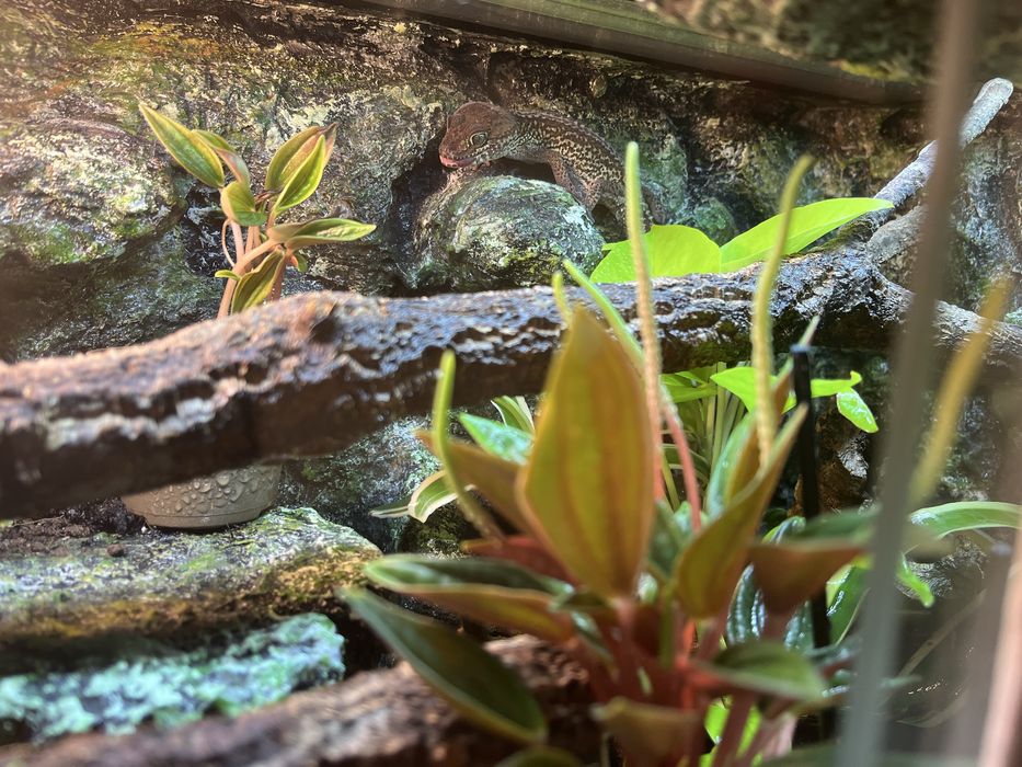 Paroedura pictus z terarium