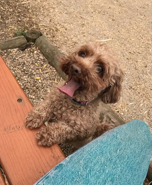 Dog walking/ Passeio de cães