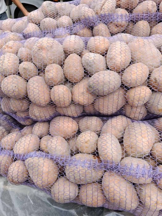 Картопля велика та насінна оптом доставка