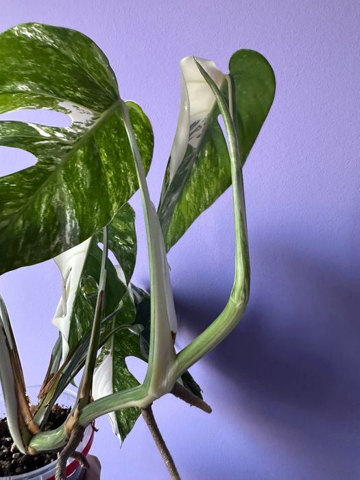 Monstera variegata