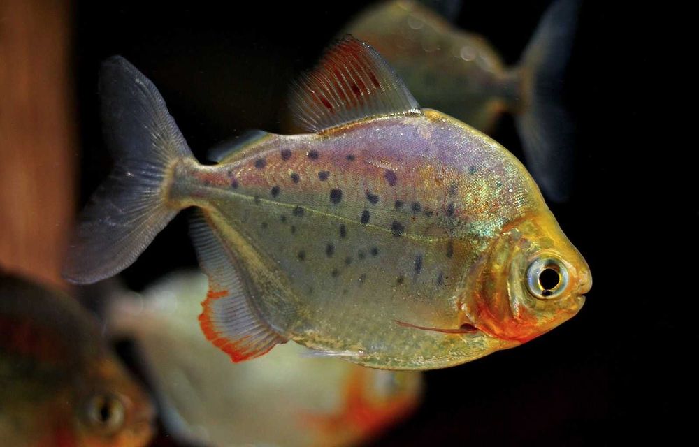 Płaskobok Nakrapiany - Metynnis maculatus
