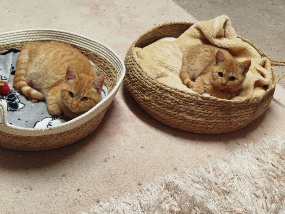 Nachos i Cheetos - dwa rude kocurki